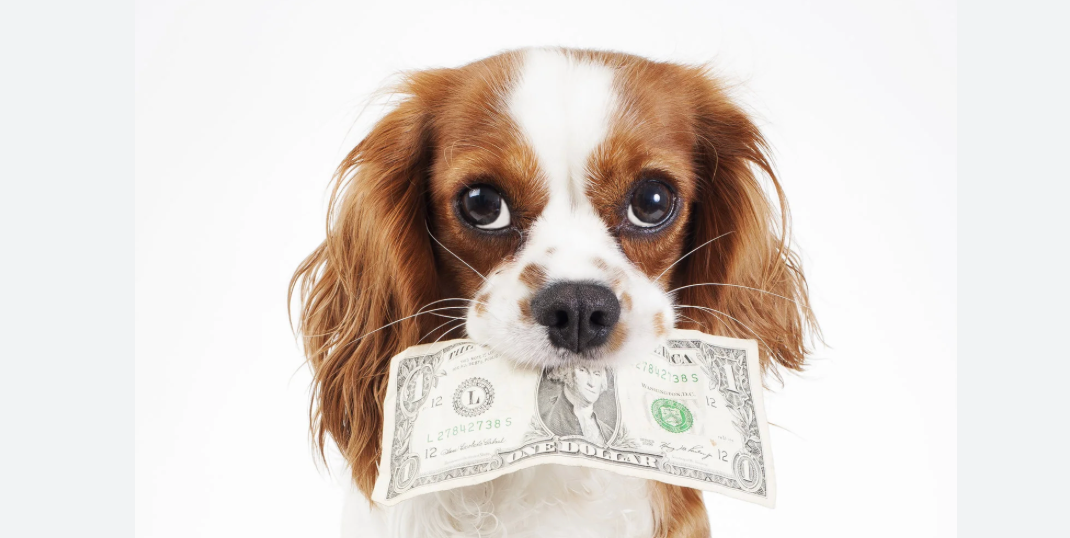 Pet Fee