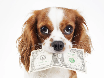 Pet Fee