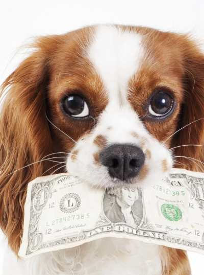 Pet Fee